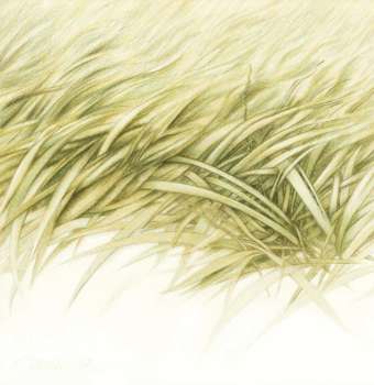 Gras1280